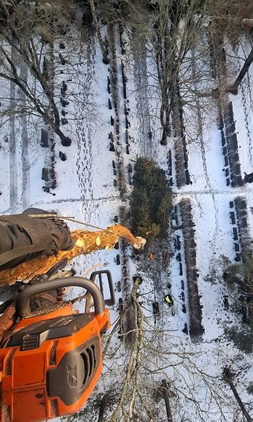 "Kuvassa poistamme hautausmaalta huonokuntoisia puita. Olen karsinut puun ylöspäin kiivetessäni n. 20 m pitkäksi tolpaksi ja olemme juuri laskeneet männystä latvan köyden varassa alas. Seuraavaksi laskemme tolpan parin metrin pätkä kerrallaan hallitusti maahan, etteivät haudat vaurioidu."