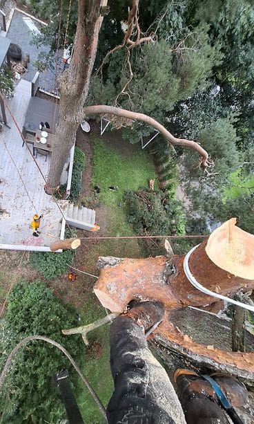 Kuvassa Jaakon työtoveri puussa.