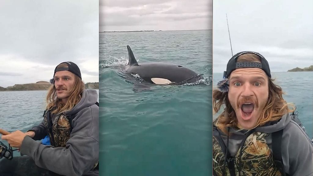 Eddy kuvasi miekkavalaan Uudessa-Seelannissa