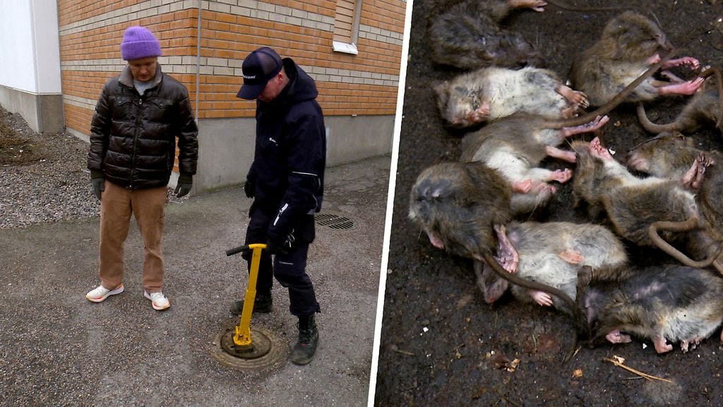 Rottahavainnot ovat lisääntyneet alkuvuonna.