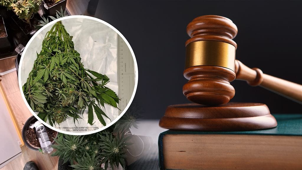 Käräjäoikeus katsoi, ettei sairaan miehen harjoittama kannabiksen viljely lääkkeeksi ollut huumausainerikos. Oikeuskäytäntö on kuitenkin ristiriitaista.
