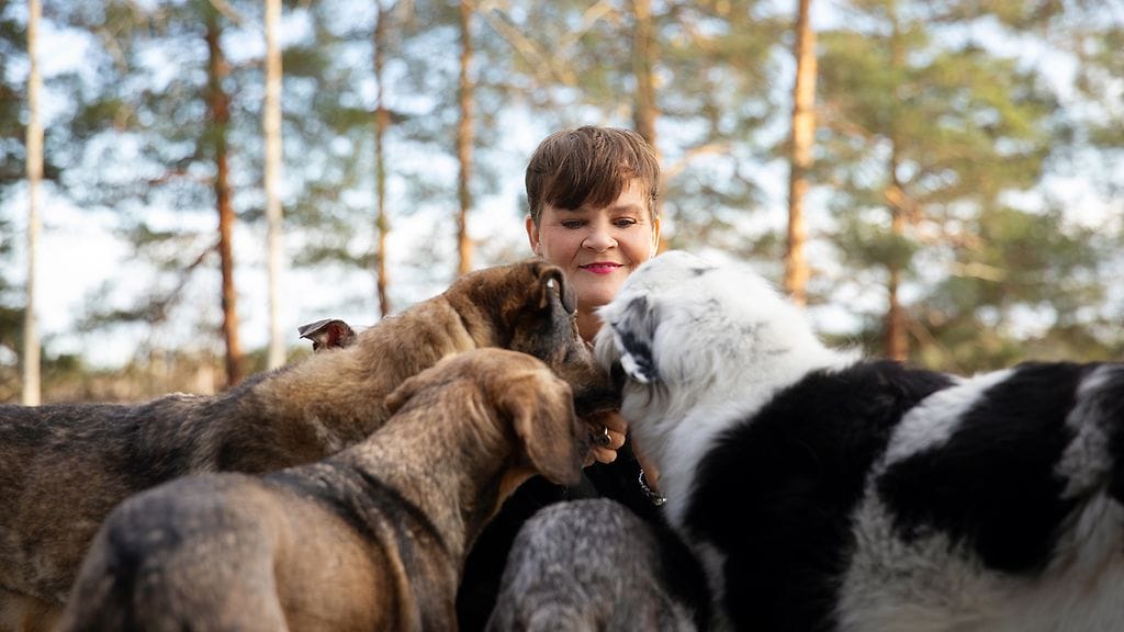 Heli Mäenpään perustama Stray Dog Cabaret on loppuelämän koti vanhoille ja sairaille koirille. Mäenpää osallistui Suomen ensimmäiseen eläindoulakoulutukseen. Kuva: Katri Lehtola