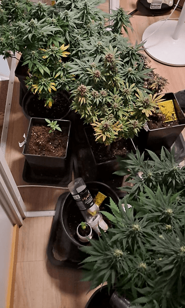 Lääkekannabis1