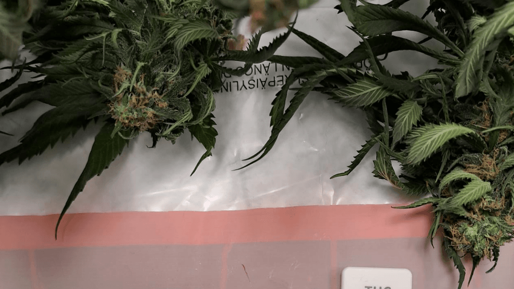 Lääkekannabis9