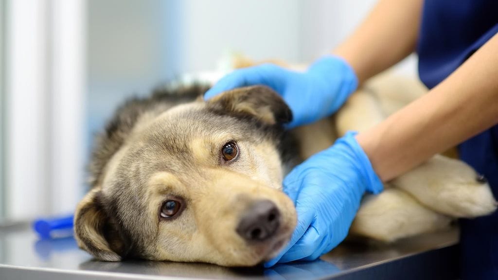 Eläinlääkärikulut ovat kasvaneet, mutta niitä voi ennaltaehkäistä lemmikin hyvällä hoidolla.