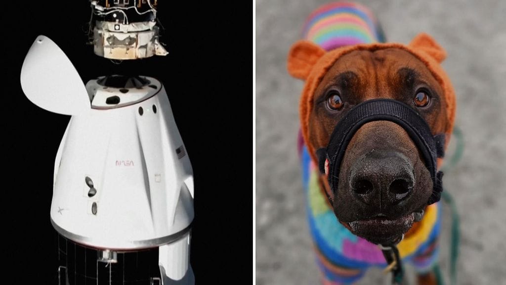 Astronautit pääsevät vihdoin kotiin. Sora-koiran asu herättää ihastusta.