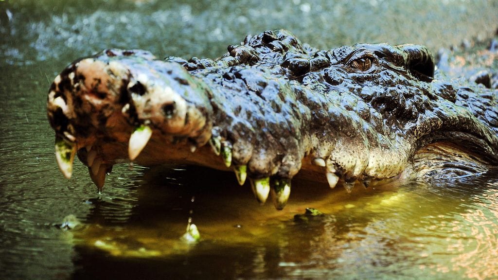 Suolaisen veden krokotiilit tappavat keskimäärin kaksi ihmistä vuodessa Pohjois-Australiassa.