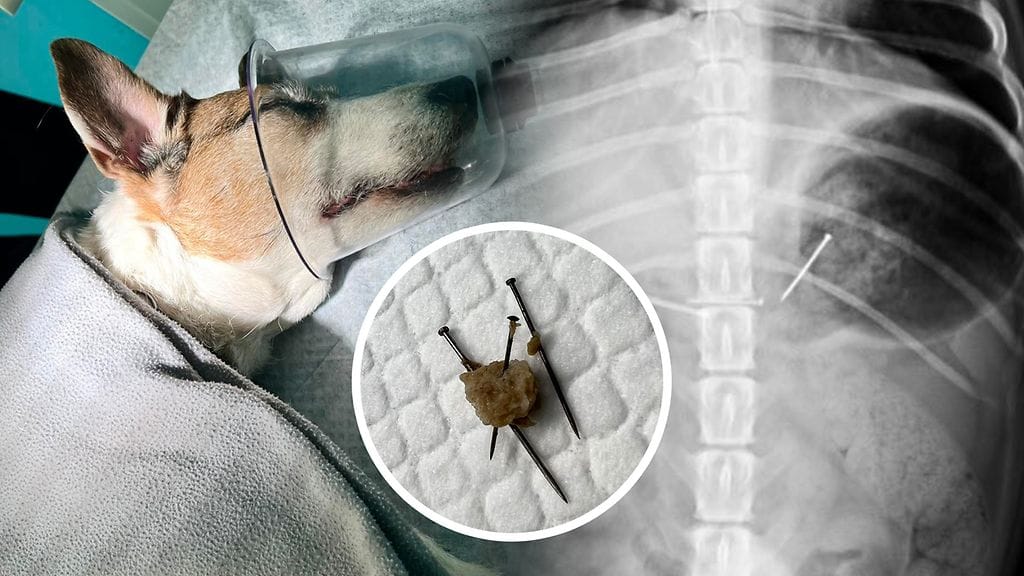 Iäkäs Bablo-koira nappasi lenkillä suuhunsa nauloilla täytetyn lihapullan. Eläinlääkäriasema Lillvetissä naulat saatiin pois isossa leikkauksessa.