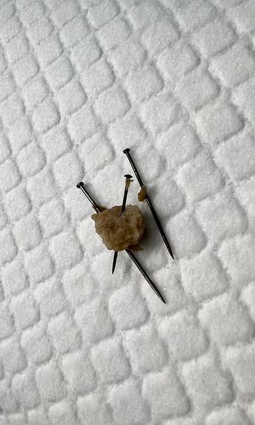 Bablo-koiran suolistosta saatiin poistettua kolme pientä naulaa Eläinlääkäriasema Lillvetissä.