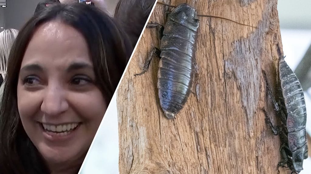 Portugalilainen Nathalie fanittaa armottomasti Euroviisuja. Torakat Jari ja Harri puolestaan auttavat ötököitä kammoavia.