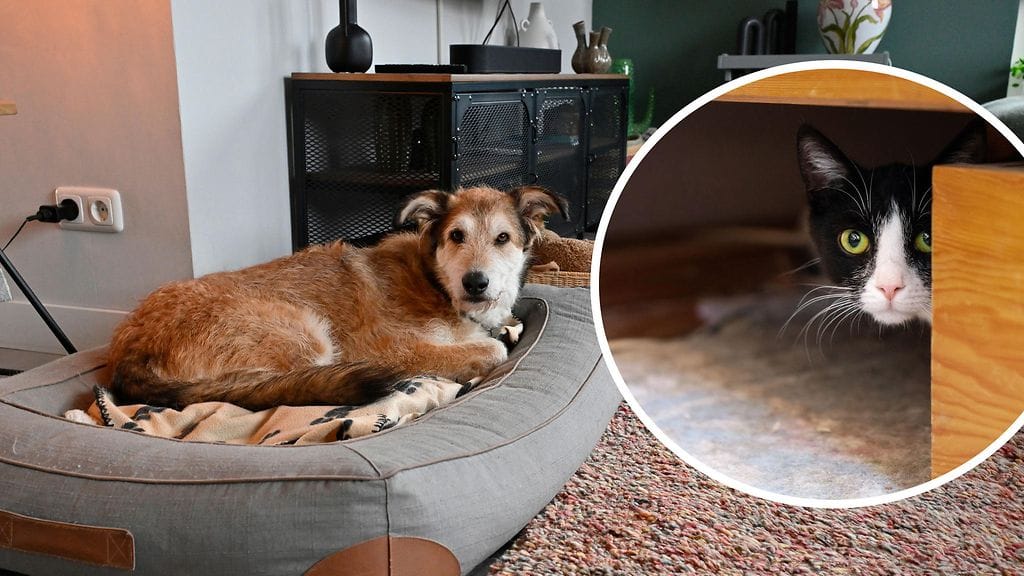 Kodinvaihtajan sopeutuminen uuteen kotiin vie todennäköisesti aikaa.