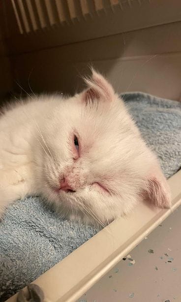 Scottish fold-rotuinen Pajunkissa Rekku Rescuen hoivissa. 1