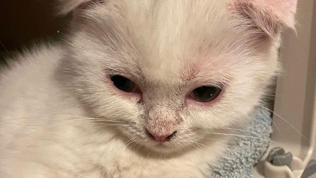 Scottish fold-rotuinen Pajunkissa Rekku Rescuen hoivissa. 2
