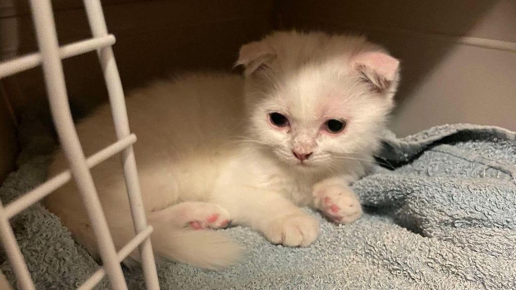 Scottish fold -rotuinen Pajunkissa on tässä kuvassa jo Rekku Rescuen hoivissa.