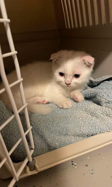 Scottish fold-rotuinen Pajunkissa Rekku Rescuen hoivissa. 3