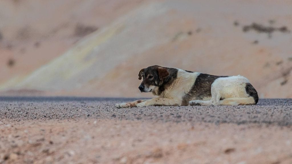 Kuvituskuvassa kulkukoira makaa maantiellä Marokossa.