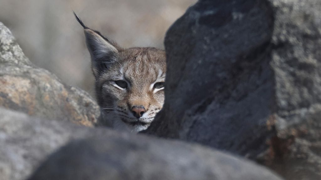 Tämä ilvesyksilö kurkki kiven takaa eläintarhassa Kiteellä Pohjois-Karjalassa.