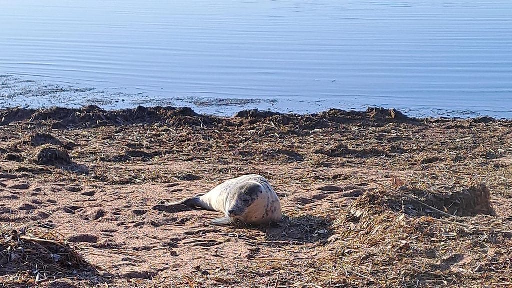 Kuutti kuvattu Kotkan uimarannalla tiistaina. Poliisi muistuttaa, ettei kuuttia saa missään nimessä häiritä.