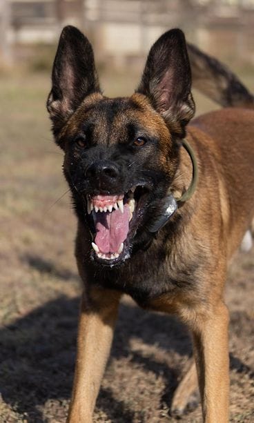 AOP koiran hampaat 2