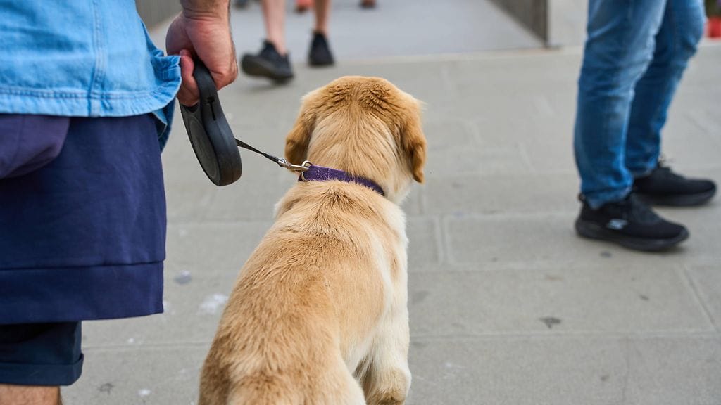 AOP koira talutushihnassa