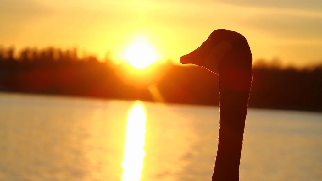 Kanadanhanhi katsoi kohti kevätaurinkoa Vantaalla 7. huhtikuuta.