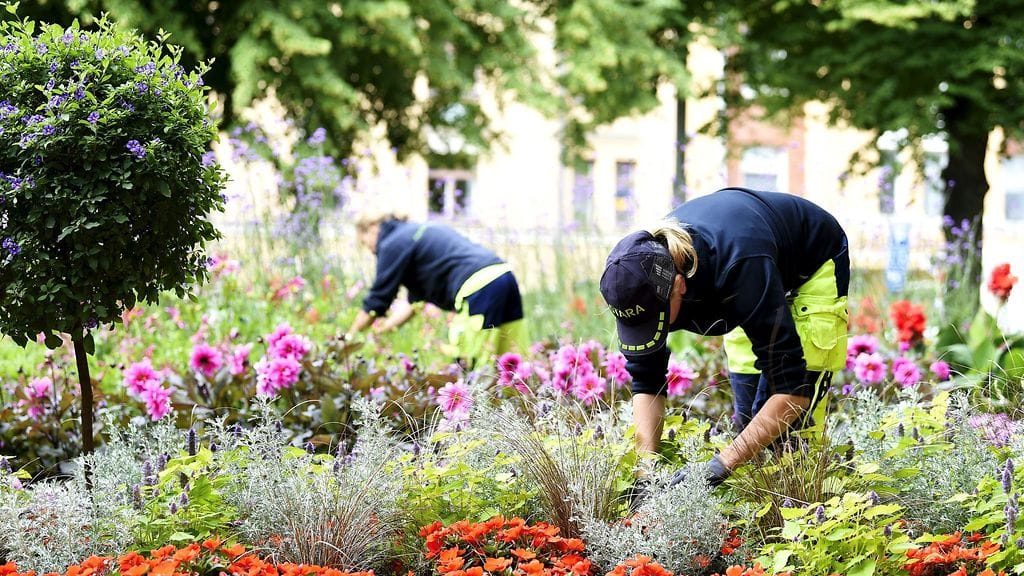 Yhä suurempi osa nuorista suunnittelee hakevansa kesätöihin tänä vuonna.