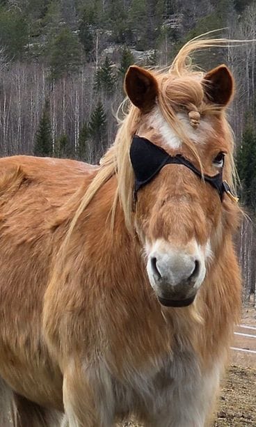 Kaisteri-hevosen silmä suojattiin rintaliiveillä.