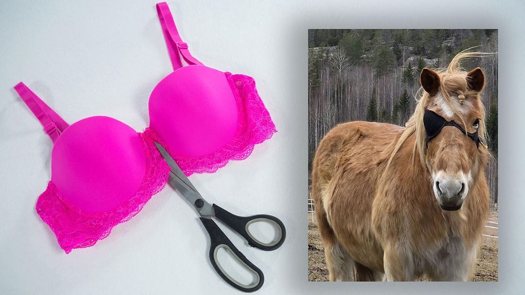 Kaisteri-hevonen sai silmäkulmaansa pienen haavan vesiastiasta.