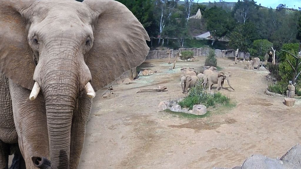Elefanttien koskettava toiminta tallentui videolla San Diegossa.
