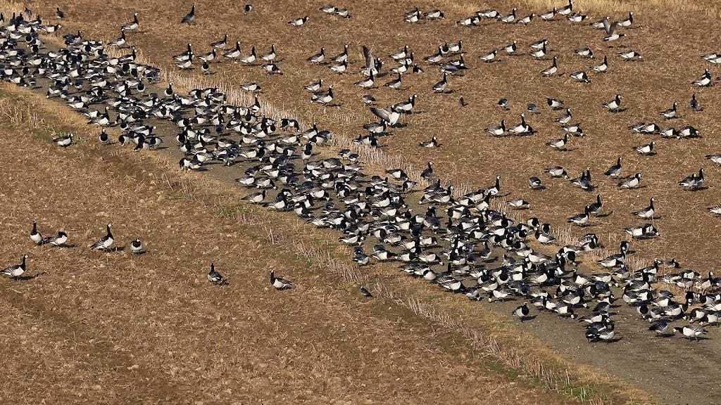 Valkoposkihanhien kevätmuutto Värtilässä toukokuussa 2023.