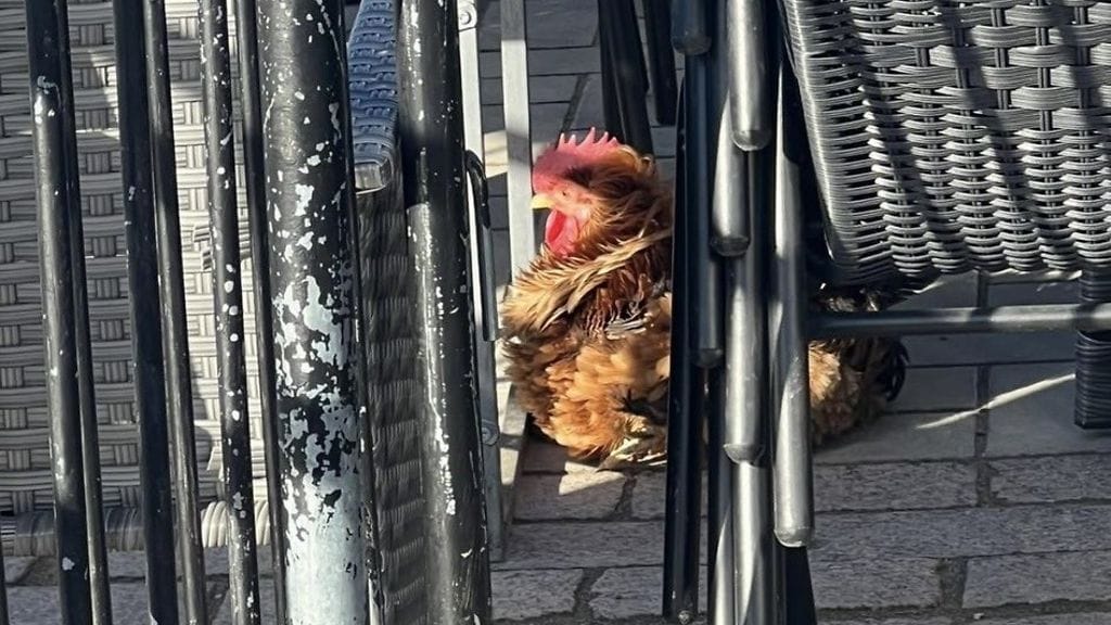 Oulun keskustassa löydettiin sunnuntaina yksinäinen kukko. Silminnäkijän ottama kuva.