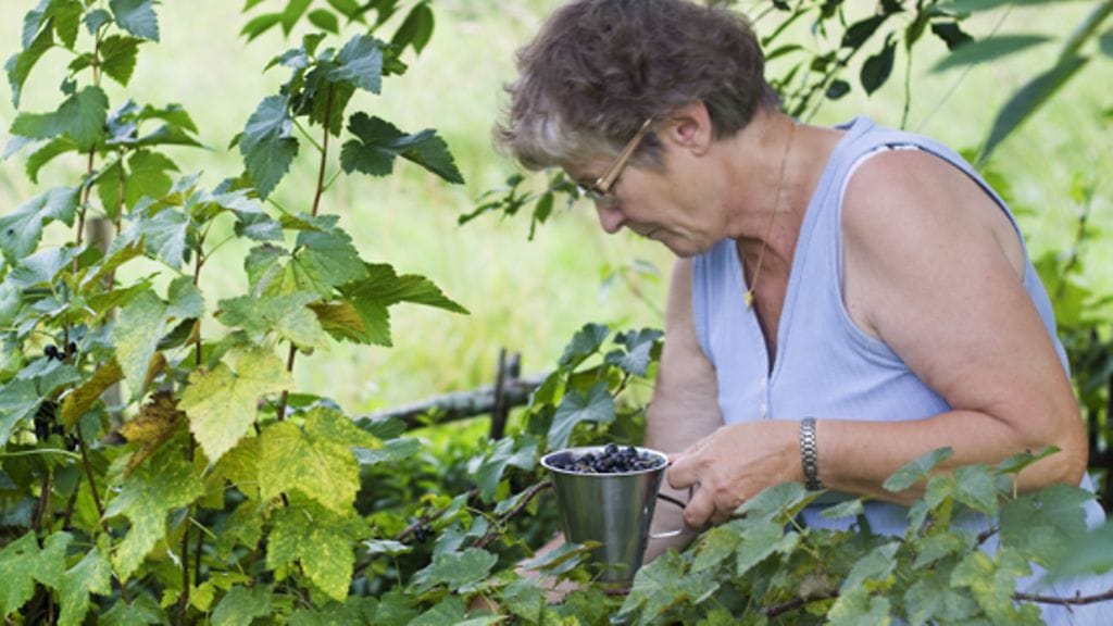 Suomen luonto tarjoaa monia terveydelle hyödyllisiä tuotteita, mutta niitä ei arvosteta tarpeeksi.
