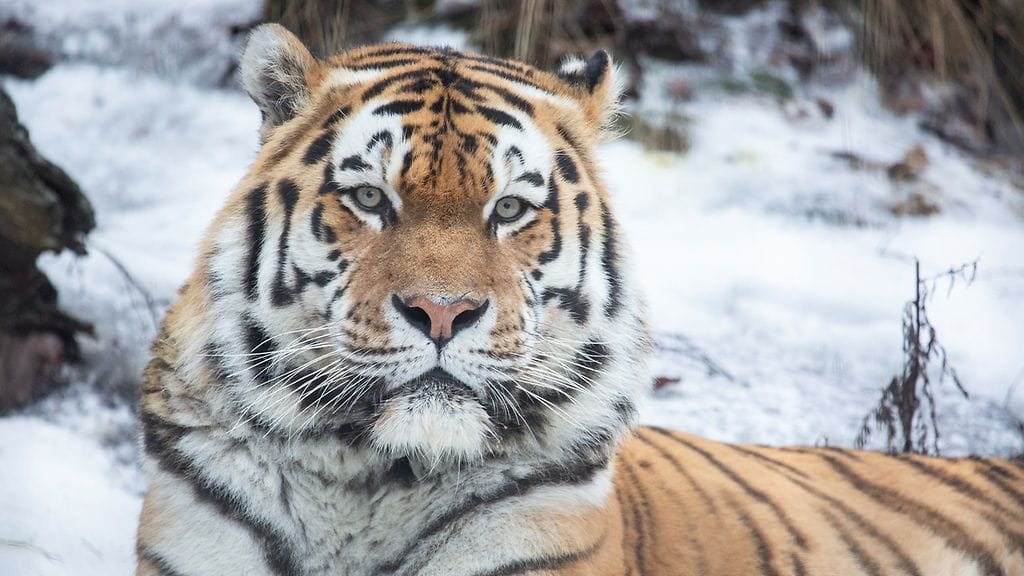 Amurintiikeriuros Tamur eli 11 vuotta Korkeasaaren Kissalaaksossa.