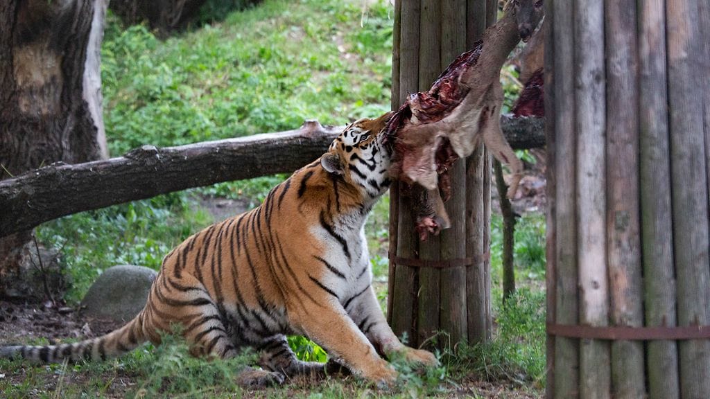 2404 Amurintiikeri 2