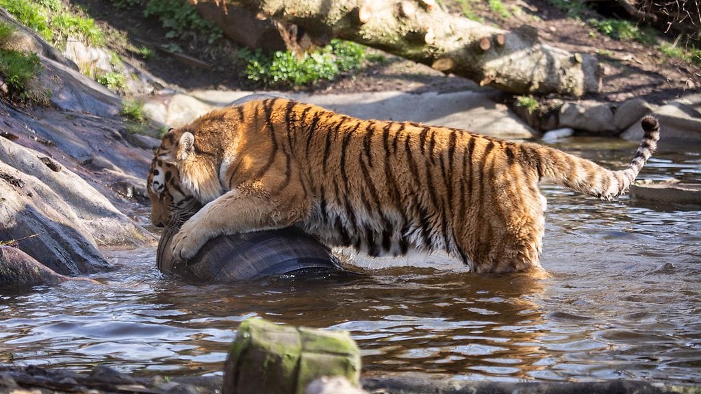 2404 Amurintiikeri 3