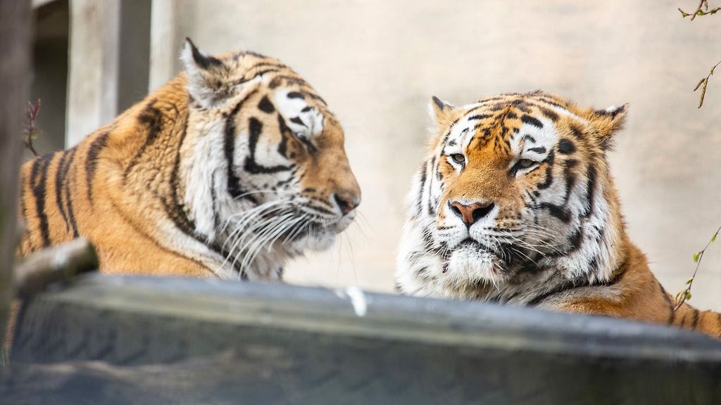 2404 Amurintiikeri 4