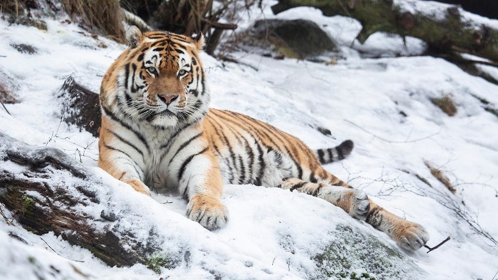 Amurintiikeriuros Tamur makoili lumessa Koreasaaren eläintarhan Kissalaaksossa.