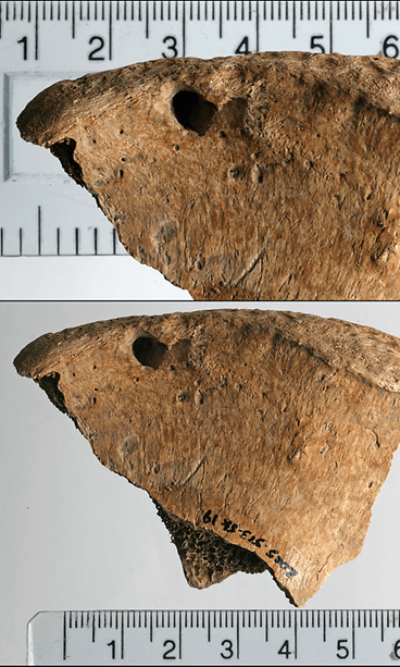 Leijonan kaluama gladiaattorin luu