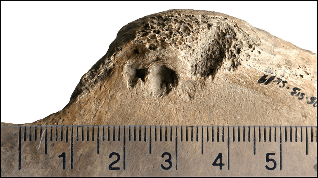 Gladiaattorin luissa näkyy selviä puremajälkiä.