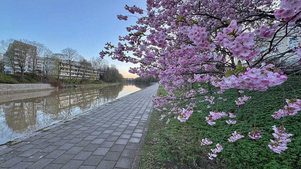 Kirsikankukat kukkivat Aurajoen varrella Turussa aamuisen lumi- ja räntäsateen jälkeen.