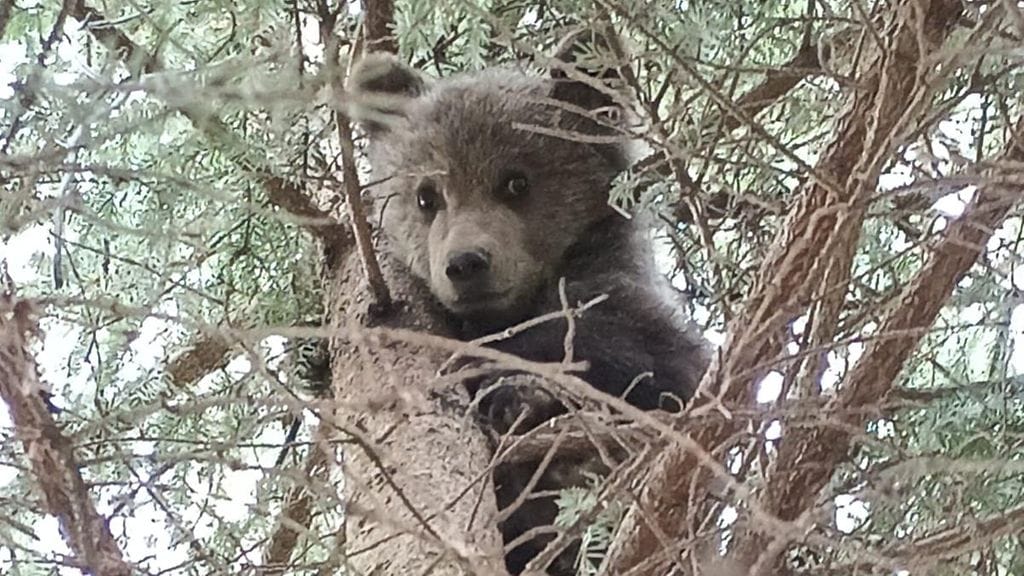 Kontiolahden Kulhossa, Pönkäniemen alueella tehtiin useampi havainto karhunpennusta maanantain ja tiistain aikana.