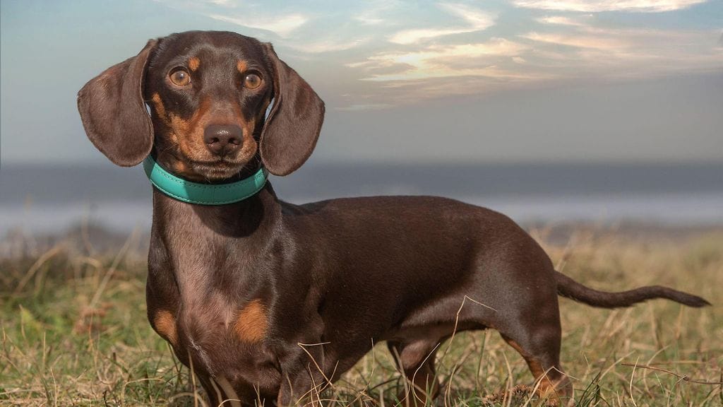 Kuvituskuva mäyräkoirasta.