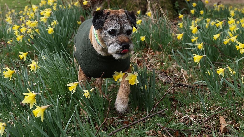 Brittiasiantuntija suosittelee terrieriä vanhemmille ihmisille.