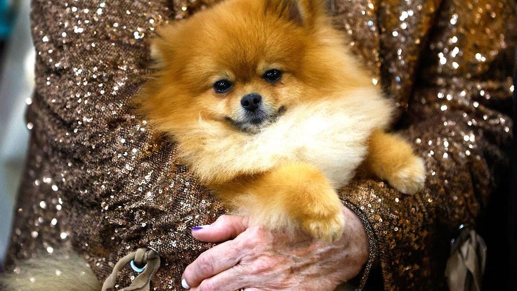Pomeranian, koira, AOP