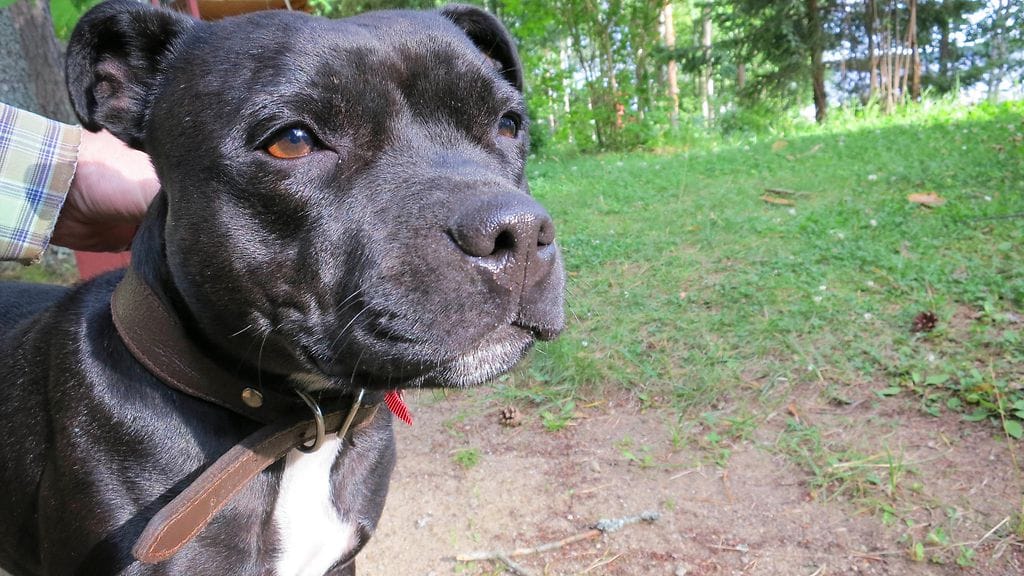 Staffordshirenbullterrieri, AOP