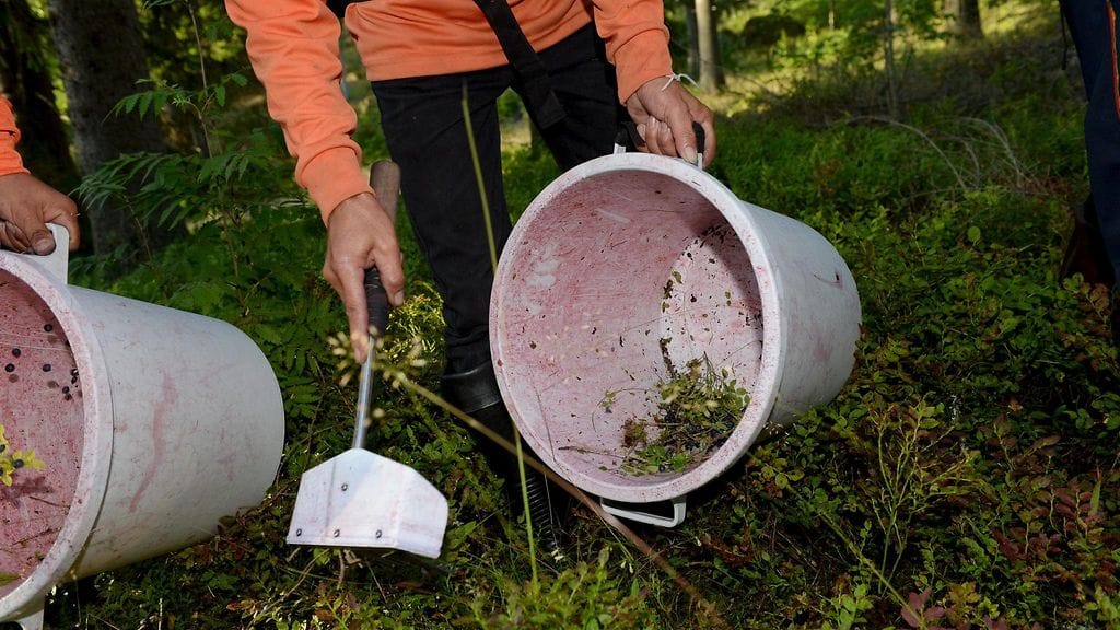 Aluehallintovirasto (avi) teki viime vuonna työsuojelutarkastukset neljään thaimaalaisia poimijoita työllistävään yritykseen. Kuvituskuva.