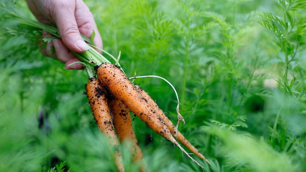 AOP porkkana 4.5.2025