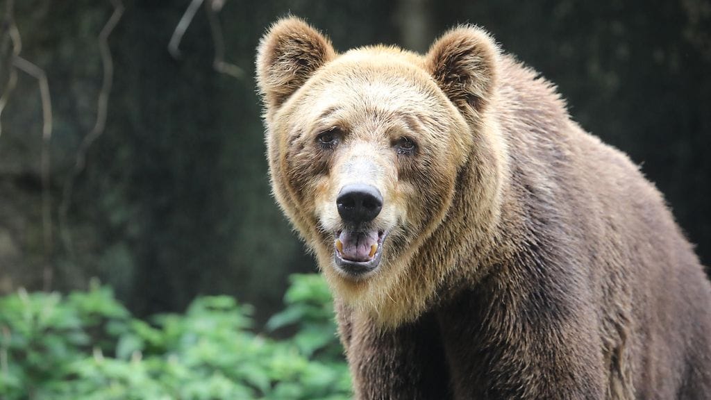 Ranskan Pyreneillä elää tällä hetkellä 97–127 karhua. Tämä ruskeakarhu kuvattiin eläintarhassa Sri Lankassa maaliskuussa.