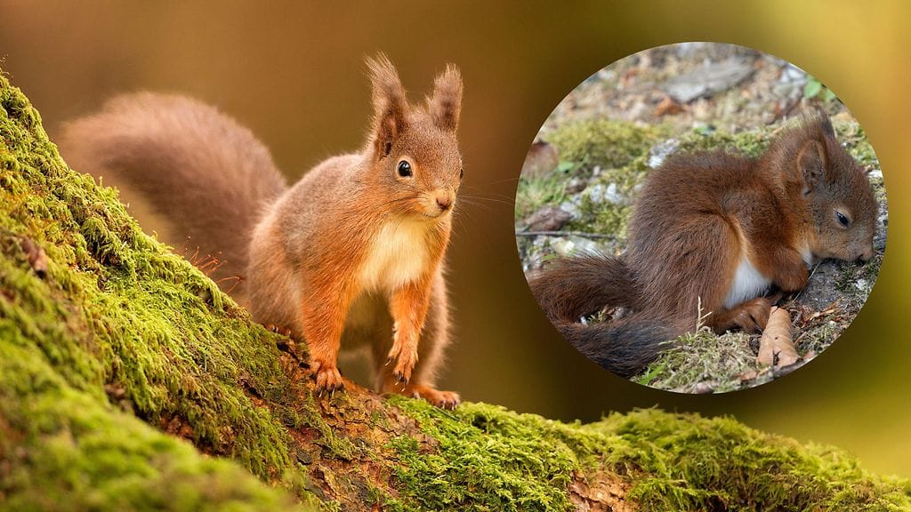 Terve oravanpoikanen ei kyyhötä paikallaan tai nuku maassa. Kuvituskuva.