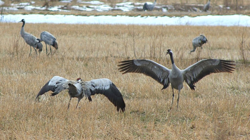 Kurkipari tanssi varsin kylmissä maisemissa Vaalassa 6. toukokuuta 2025.
